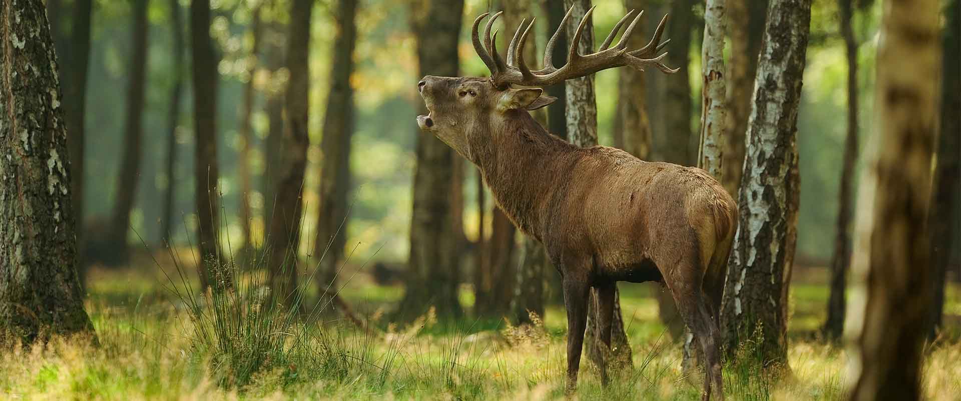 Jagdschein-Online-Kurs